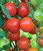- BoxGardenSeedsLLC - Gardener's Delight, Tomato, - Tomatoes,Tomatillos - Seeds