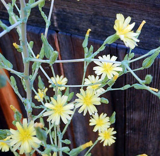 - BoxGardenSeedsLLC - Wild Lettuce (Lactuca virosa) - Culinary/Medicinal Herbs - Seeds