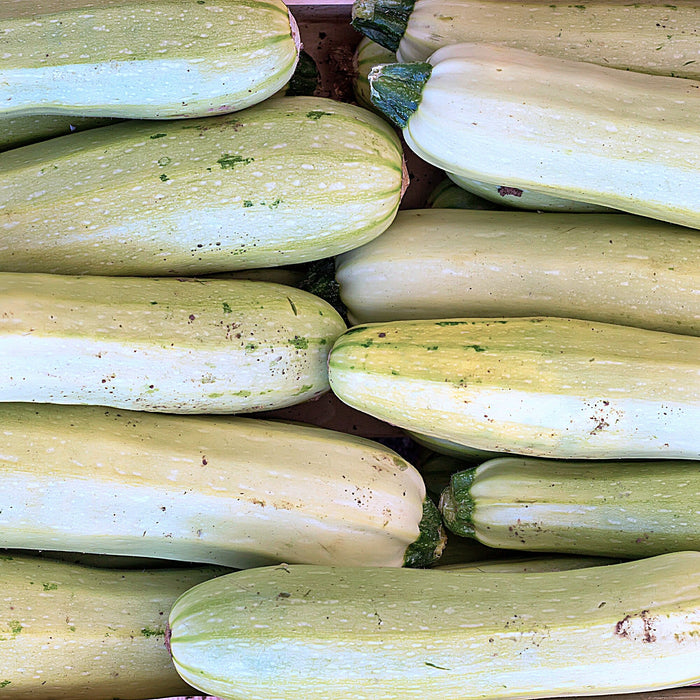 Trieste White, Zucchini Squash, -- BoxGardenSeedsLLC -Squash,Pumpkins - Seeds