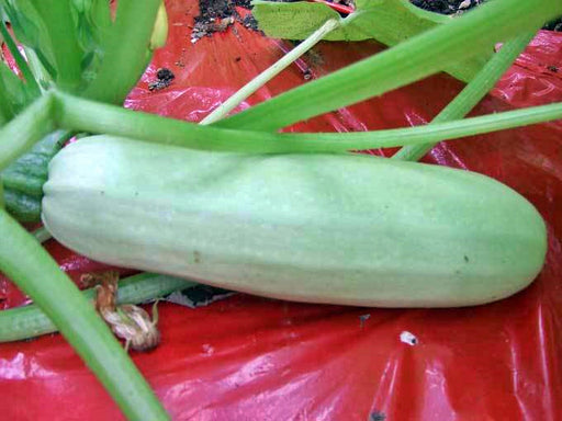 Trieste White, Zucchini Squash, -- BoxGardenSeedsLLC -Squash,Pumpkins - Seeds