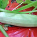 Trieste White, Zucchini Squash, -- BoxGardenSeedsLLC -Squash,Pumpkins - Seeds