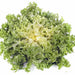 Frisee, Endive, - BoxGardenSeedsLLC -Gourmet/Native Greens - Seeds