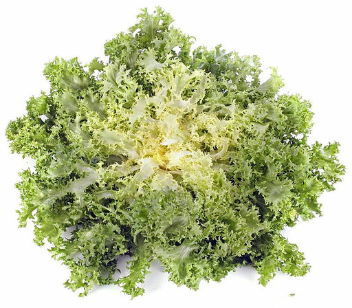 Frisee, Endive, -- BoxGardenSeedsLLC -Gourmet/Native Greens - Seeds