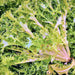 Frisee, Endive, - BoxGardenSeedsLLC -Gourmet/Native Greens - Seeds