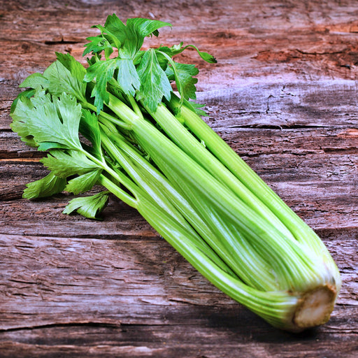 - BoxGardenSeedsLLC - Golden Self Blanching, Celery, - Gourmet/Native Greens - Seeds
