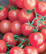 Sweetie, Tomato - BoxGardenSeedsLLC - Tomatoes,Tomatillos - Seeds - 