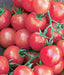 - BoxGardenSeedsLLC - Sweetie, Tomato, - Tomatoes,Tomatillos - Seeds
