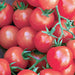 Sweetie, Tomato, - BoxGardenSeedsLLC -Abundant Stock SALE - Seeds