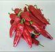 Hatch Mild Green NM-64, Hot Pepper, -- BoxGardenSeedsLLC -Peppers,Eggplants - Seeds