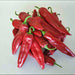 Hatch Mild Green NM-64, Hot Pepper, - BoxGardenSeedsLLC -Peppers,Eggplants - Seeds