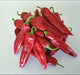 - BoxGardenSeedsLLC - Hatch Mild Green NM-64, Hot Pepper, - Peppers,Eggplants - Seeds