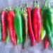 Guizeppi Chile Pepper - BoxGardenSeedsLLC -Peppers,Eggplants - Seeds