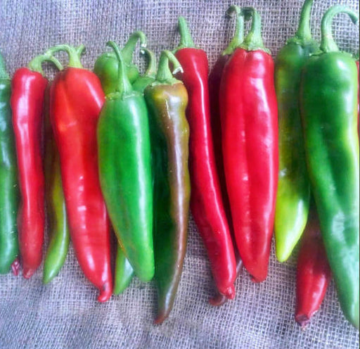 - BoxGardenSeedsLLC - Guizeppi Chile Pepper - Peppers,Eggplants - Seeds
