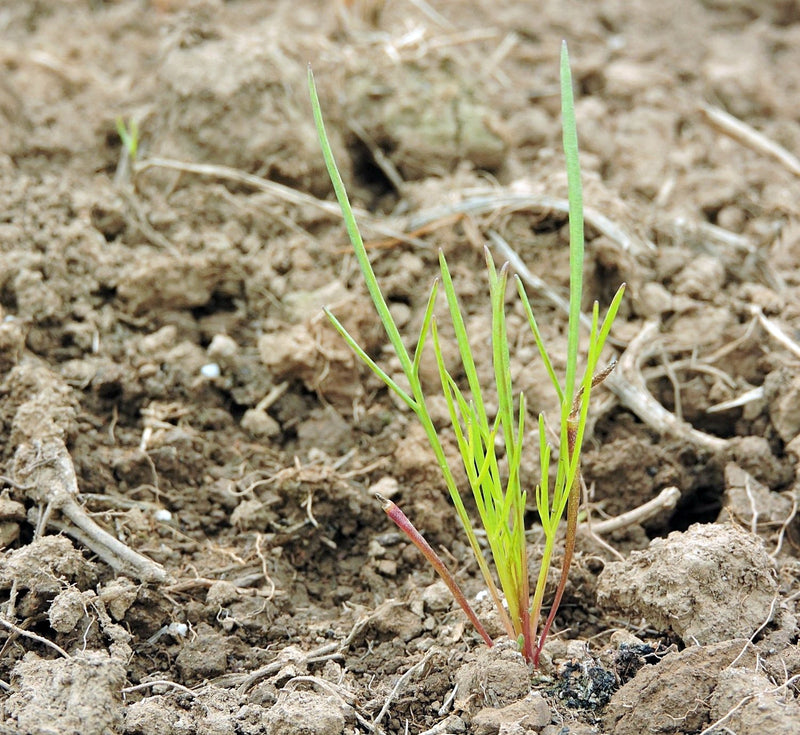 Navajo/Hopi Tea, Culinary & Medicinal Herbs - BoxGardenSeedsLLC - Culinary/Medicinal Herbs - Seeds - USA Seller, Thank you for shopping here today, Naturally Grown GMO Free Seeds, Heirloom Open Pollinated Seeds, Fresh Top Quality Premium Seeds