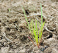 Navajo/Hopi Tea, Culinary & Medicinal Herbs - BoxGardenSeedsLLC - Culinary/Medicinal Herbs - Seeds - USA Seller, Thank you for shopping here today, Naturally Grown GMO Free Seeds, Heirloom Open Pollinated Seeds, Fresh Top Quality Premium Seeds