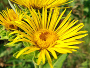 Elecampane (Elf wort), Culinary & Medicinal Herb - BoxGardenSeedsLLC - Culinary/Medicinal Herbs - Seeds - USA Seller, Thank you for shopping here today, Naturally Grown GMO Free Seeds, Heirloom Open Pollinated Seeds, Fresh Top Quality Premium Seeds