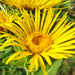 Elecampane (Elf wort), Culinary & Medicinal Herb, -- BoxGardenSeedsLLC -Culinary/Medicinal Herbs - Seeds