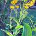 Elecampane (Elf wort), Culinary & Medicinal Herb, -- BoxGardenSeedsLLC -Culinary/Medicinal Herbs - Seeds