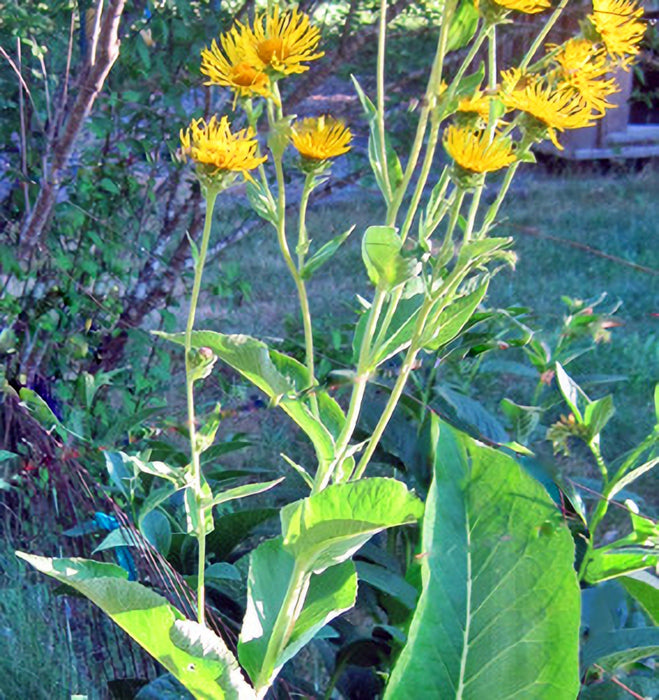 Elecampane (Elf wort), Culinary & Medicinal Herb, -- BoxGardenSeedsLLC -Culinary/Medicinal Herbs - Seeds