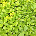 Golden Purslane, Gourmet Native Green, -- BoxGardenSeedsLLC -Gourmet/Native Greens - Seeds