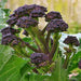 Early Purple Sprouting, Broccoli , - BoxGardenSeedsLLC -Broccoli,Cauliflower - Seeds