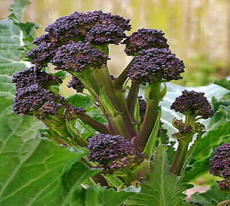 - BoxGardenSeedsLLC - Early Purple Sprouting Broccoli - Broccoli,Cauliflower - Seeds