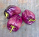 Lilac Bell, Sweet Bell Pepper, -- BoxGardenSeedsLLC -Peppers,Eggplants - Seeds