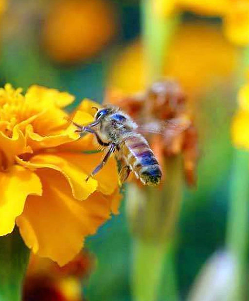 Bee Feed Pollinator, Flower Seeds Mix, -- BoxGardenSeedsLLC -Seed Collections - Seeds