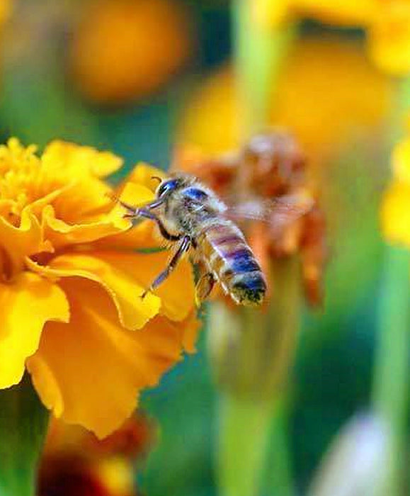 - BoxGardenSeedsLLC - Bee Friendly, Wildflower Mix, - New 2024 - Seeds