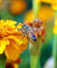 - BoxGardenSeedsLLC - Bee Friendly, Wildflower Mix, - New 2024 - Seeds