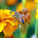 Bee Friendly, Wildflower Mix, - BoxGardenSeedsLLC -Abundant Stock SALE - Seeds