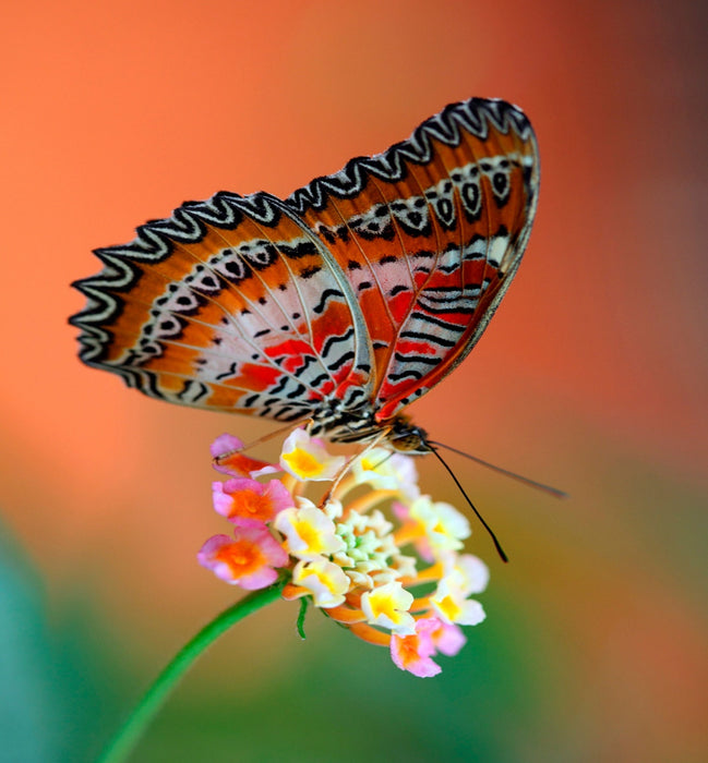 Hummingbird and Butterfly, Wildflower Mix, - BoxGardenSeedsLLC -Abundant Stock SALE - Seeds