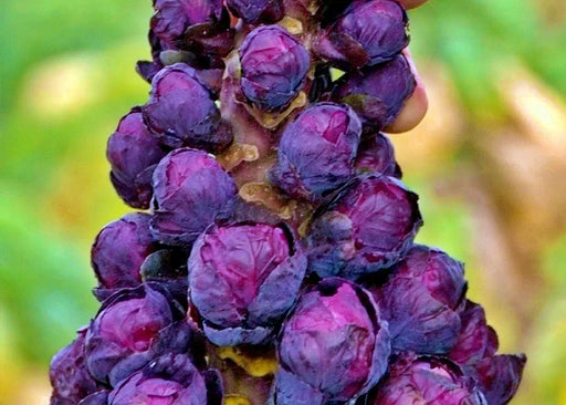 Red Bull, Brussel Sprouts, - BoxGardenSeedsLLC -Broccoli,Cauliflower - Seeds