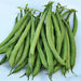 Petite Filet Heirloom Bush Bean Seeds - BoxGardenSeedsLLC -Beans / Dry Beans - Seeds