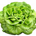 Way-A-Head, Lettuce, - BoxGardenSeedsLLC -Lettuce - Seeds