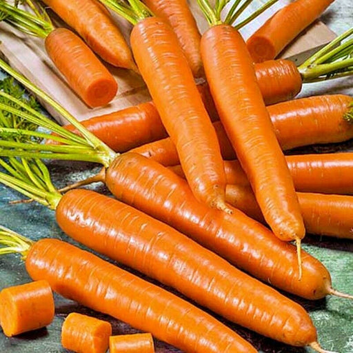 - BoxGardenSeedsLLC - Amsterdam, Carrot, - Carrots - Seeds