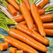 Amsterdam, Carrot, -- BoxGardenSeedsLLC -Carrots - Seeds