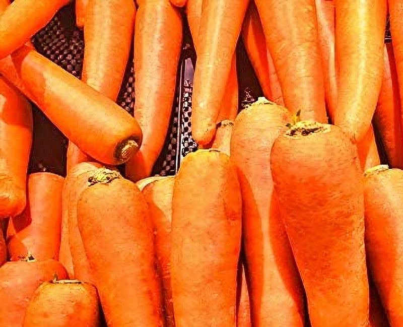 Autumn King, Carrots - BoxGardenSeedsLLC - Carrots - Seeds - USA Seller, Thank you for shopping here today, Naturally Grown GMO Free Seeds, Heirloom Open Pollinated Seeds, Fresh Top Quality Premium Seeds