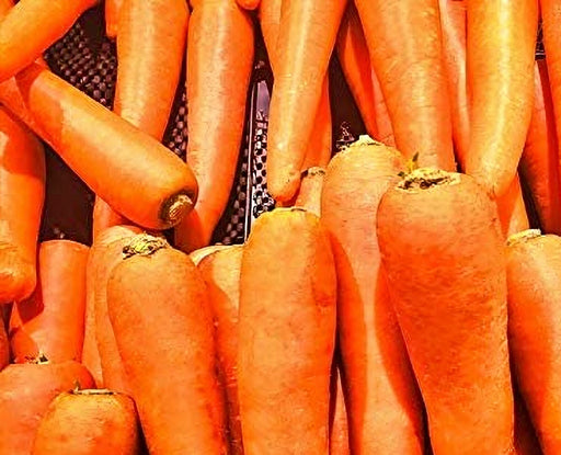 - BoxGardenSeedsLLC - Autumn King, Carrot - Carrots - Seeds