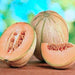 Golden Delicious, Cantaloupe, - BoxGardenSeedsLLC -Melons, Cantaloupe - Seeds