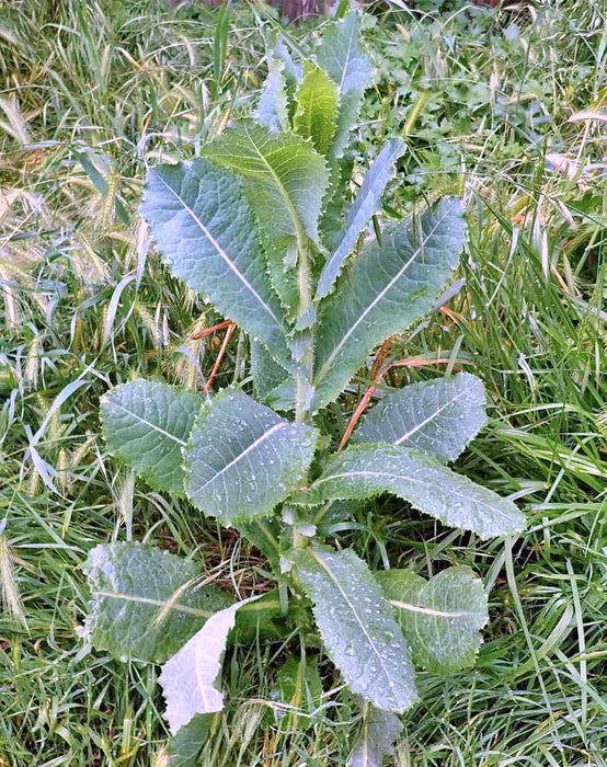 - BoxGardenSeedsLLC - Wild Lettuce (Lactuca virosa) - Culinary/Medicinal Herbs - Seeds