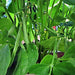 Navy, Dry Shell Beans, - BoxGardenSeedsLLC -Abundant Stock SALE - Seeds