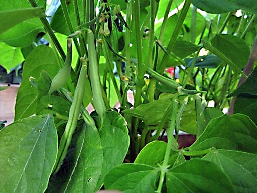 Navy, Dry Shell Beans - BoxGardenSeedsLLC -Beans / Dry Beans - Seeds