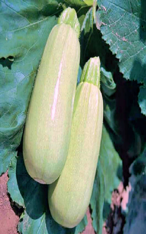 Trieste White, Zucchini Squash, -- BoxGardenSeedsLLC -Squash,Pumpkins - Seeds