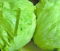 - BoxGardenSeedsLLC - Coolguard, Lettuce, - Lettuce - Seeds