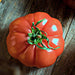 Floradel, Tomato, - BoxGardenSeedsLLC -Tomatoes,Tomatillos - Seeds