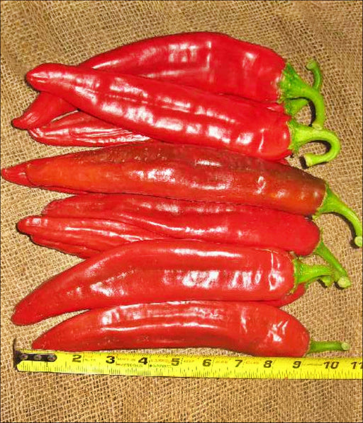 - BoxGardenSeedsLLC - Hatch Big Jim Legacy Chile, Hot Pepper, - Peppers,Eggplants - Seeds