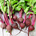 Three Color Detroit Beet, Seed Kit, - BoxGardenSeedsLLC -Beet,Turnips,Parsnips - Seeds