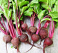 Three Color Detroit Beet, Seed Kit, -- BoxGardenSeedsLLC -Beet,Turnips,Parsnips - Seeds