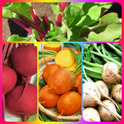 Three Color Detroit Beet, Seed Collection - BoxGardenSeedsLLC - Beet,Turnips,Parsnips - Seeds - USA Seller, Thank you for shopping here today, Naturally Grown GMO Free Seeds, Heirloom Open Pollinated Seeds, Fresh Top Quality Premium Seeds